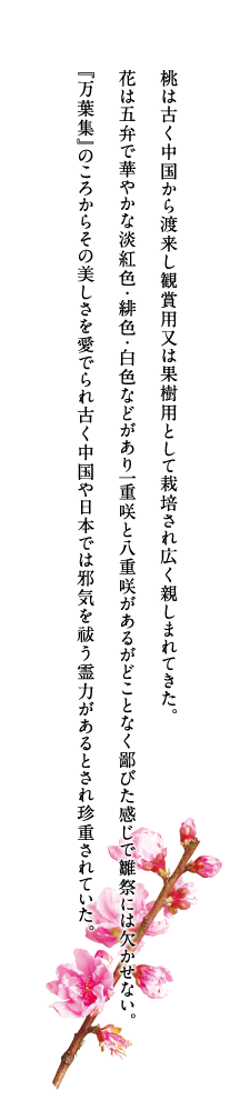 桃は古く中国から渡来し観賞用又は果樹用として栽培され広く親しまれてきた。…